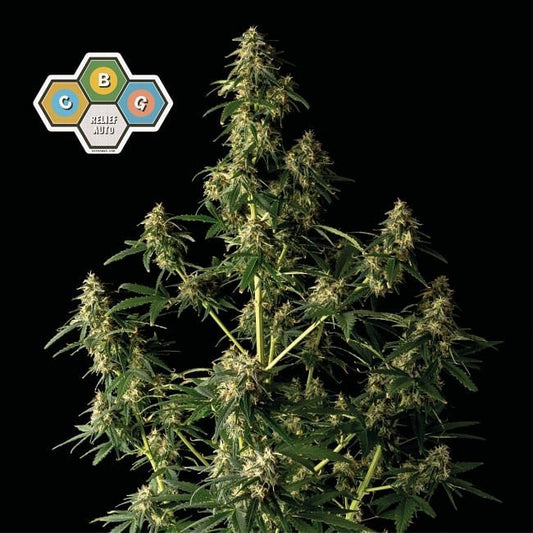 CBG Relief Auto Feminised Seeds