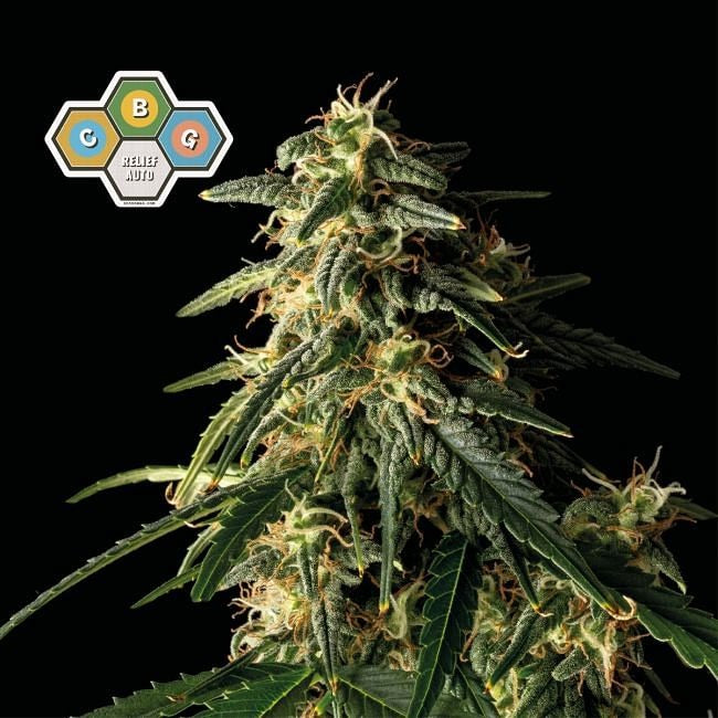 CBG Relief Auto Feminised Seeds