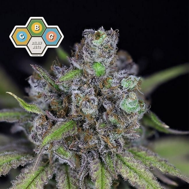 CBG Relief Auto Feminised Seeds