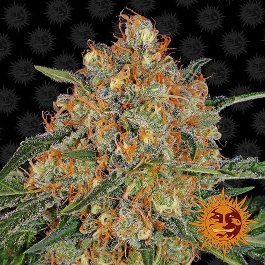 Orange Sherbert Feminised Seeds