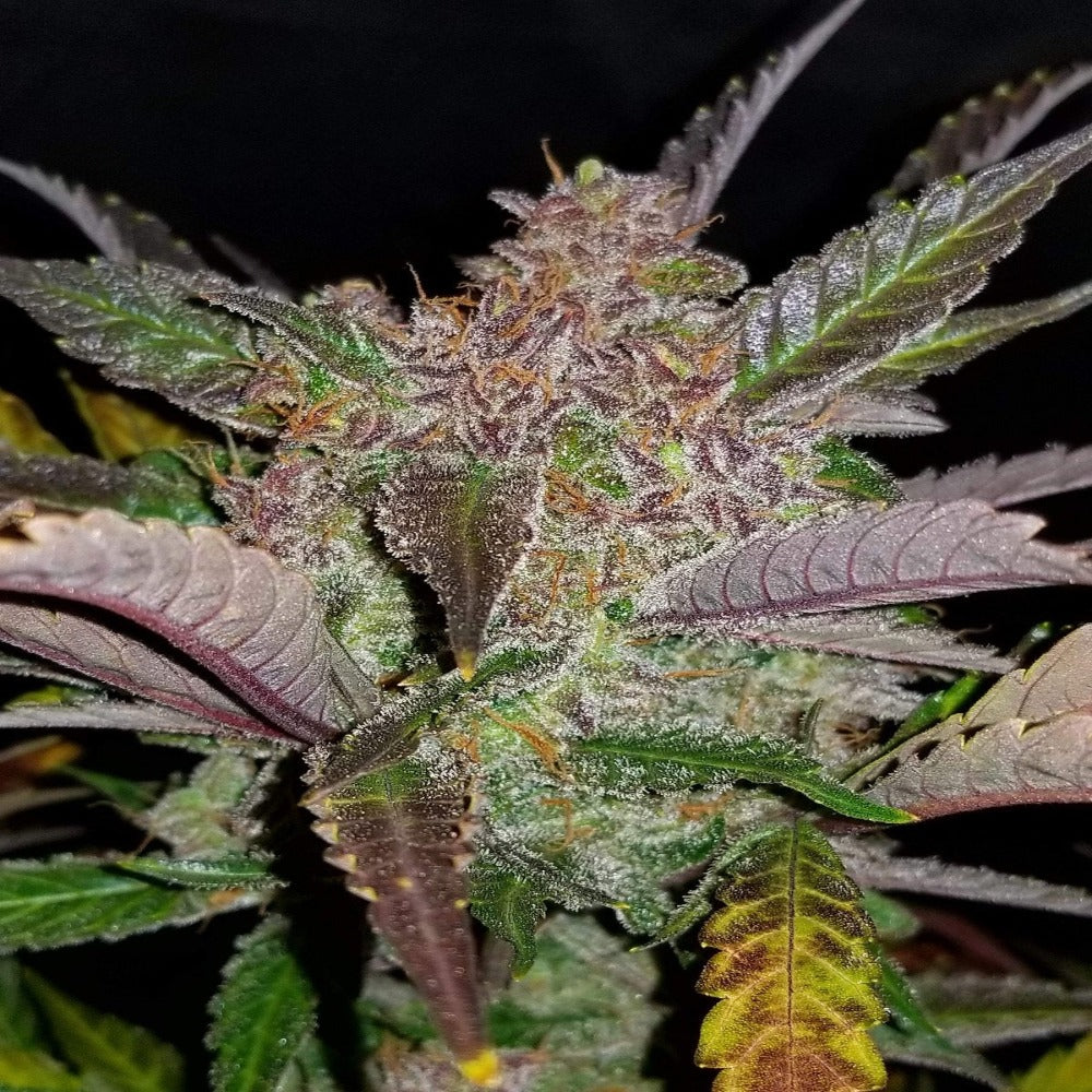 Cream Cookies Auto