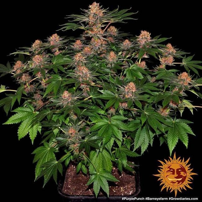 Purple Punch Auto Feminised Seeds