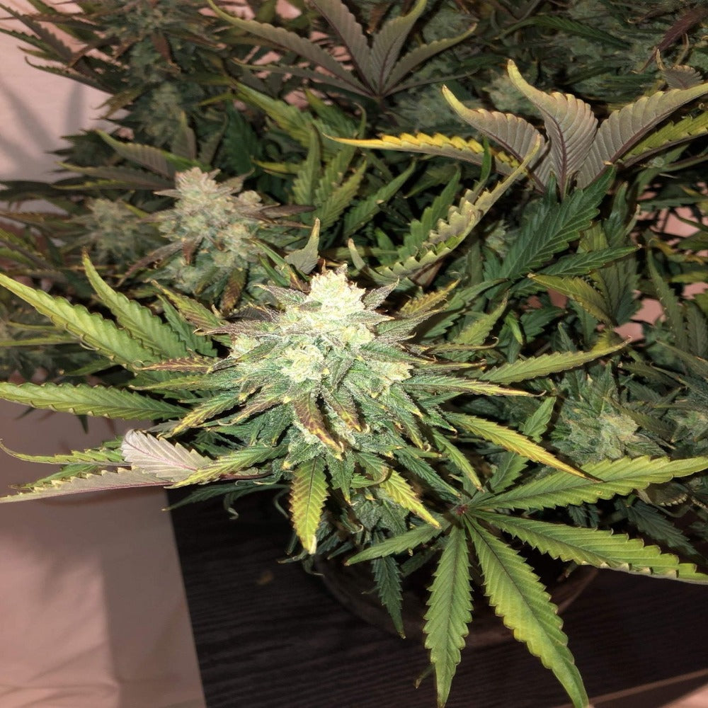 Gorilla Auto