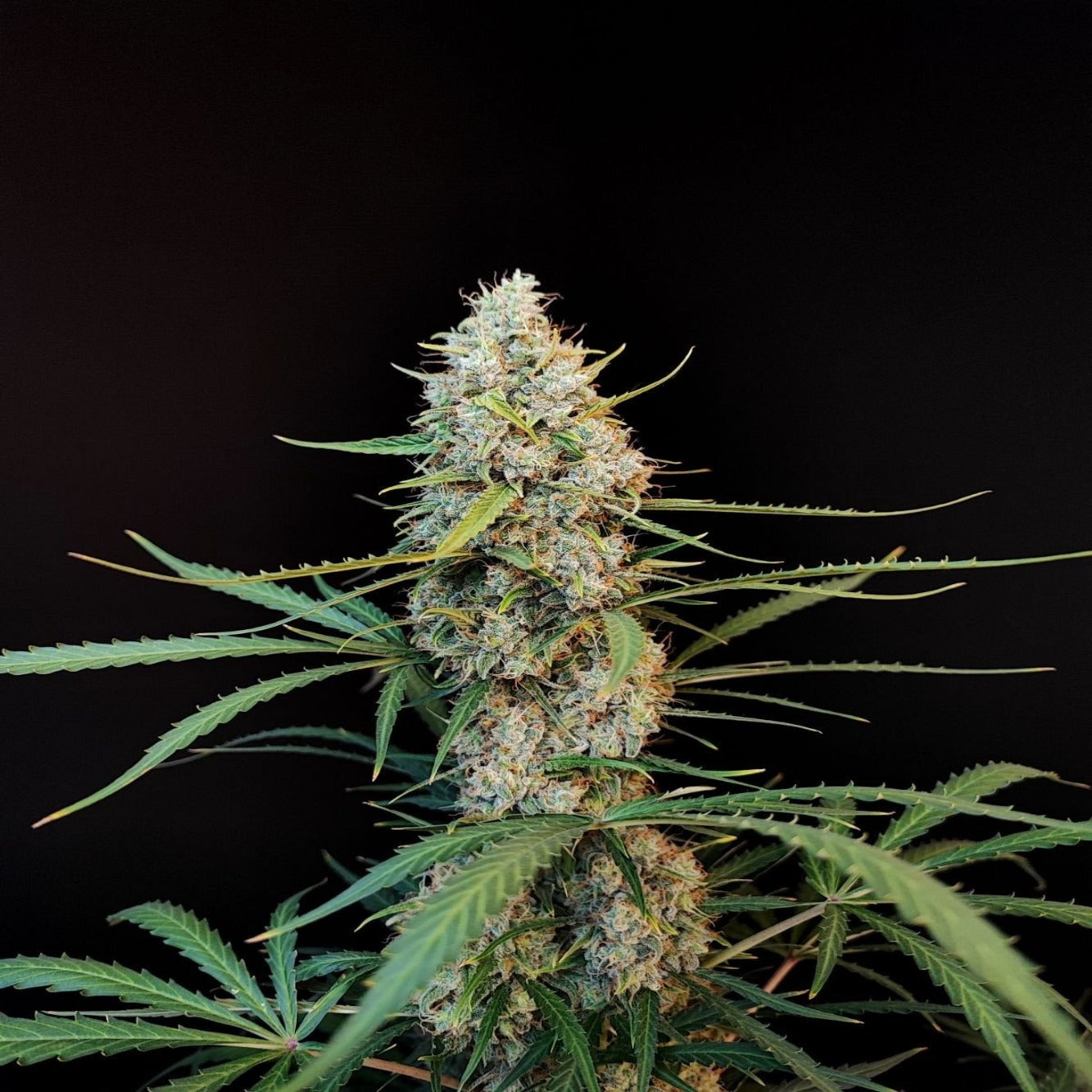 Jack Herer Auto