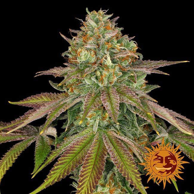 Wedding Cake Feminised Seeds