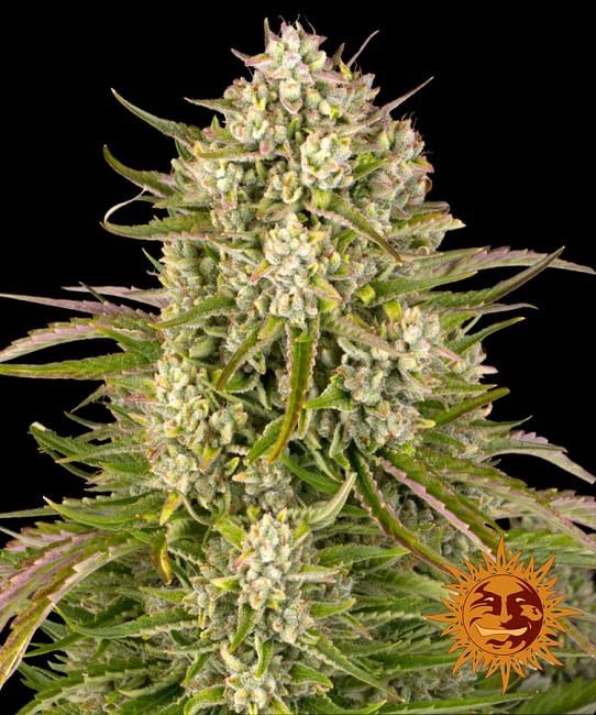 Wedding Cake Auto Feminised Seeds