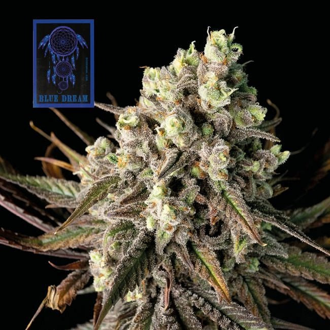 Blue Dream Feminised Seeds