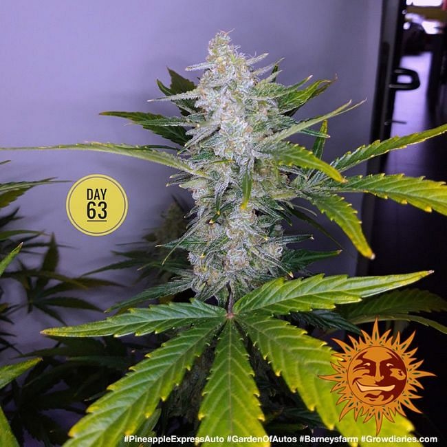 Pineapple Express Auto Feminised Seeds