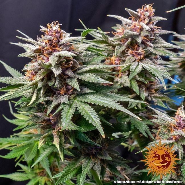 Runtz Auto Feminised Seeds