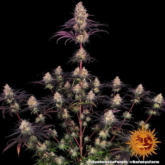 Ayahuasca Purple Feminised Seeds