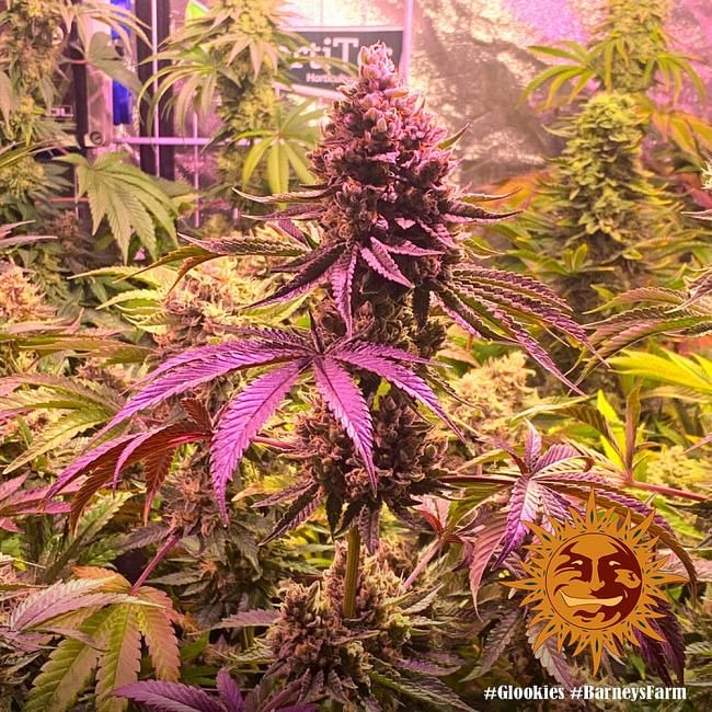 Glookies Feminised Seeds