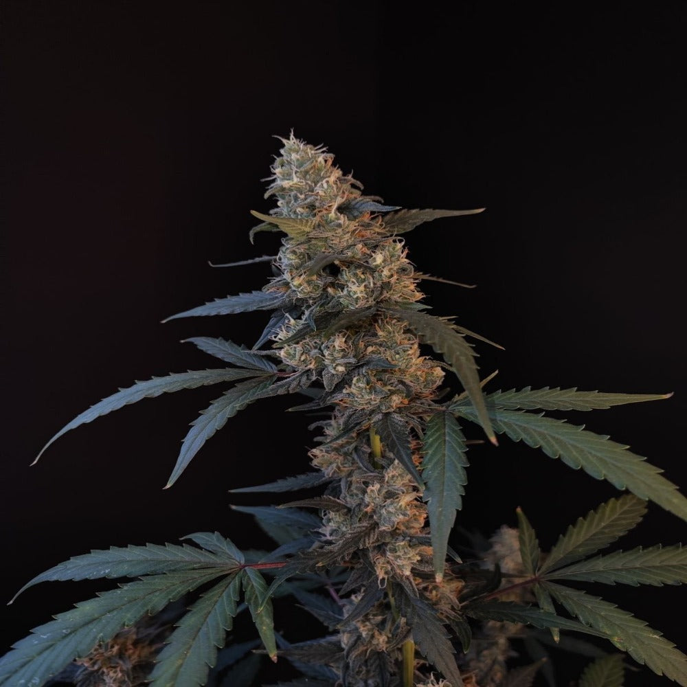 BubbleGum Auto