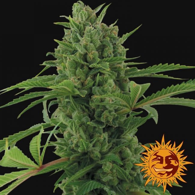 Pineapple Express Auto Feminised Seeds