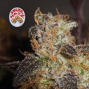 Sugar Haze Regular Seeds