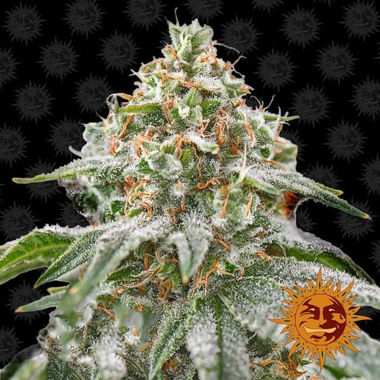 Pink Kush Feminised Seeds