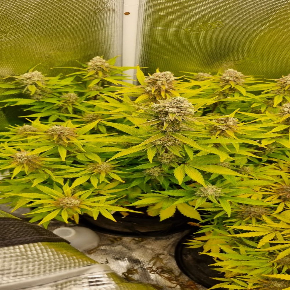 Strawberry Banana Auto