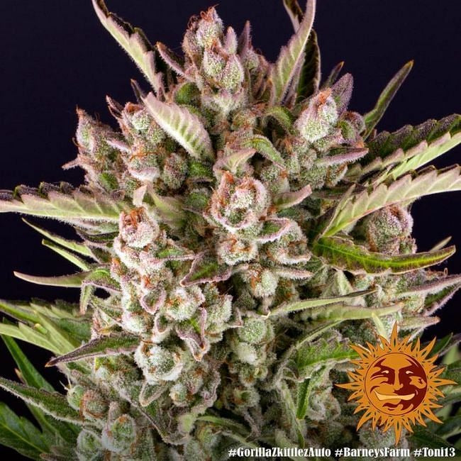 Gorilla Zkittlez Auto Feminised Seeds