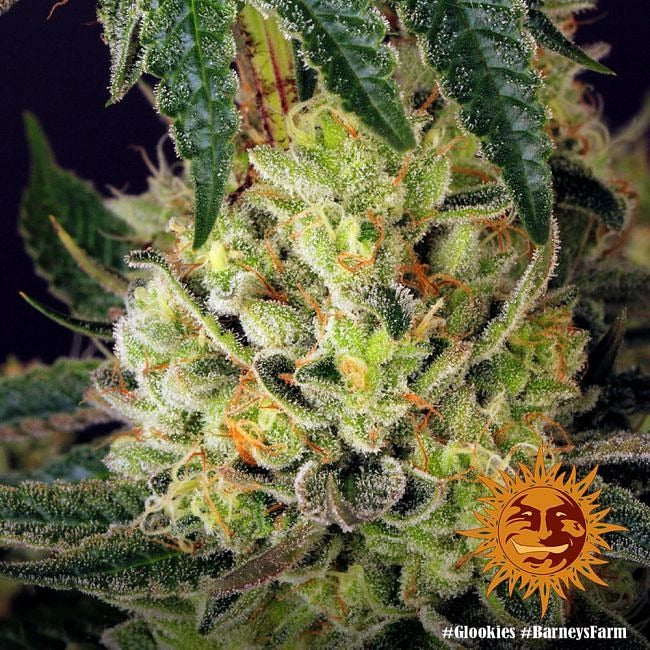 Glookies Feminised Seeds