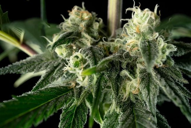 Bubba Cheesecake Feminised Seeds