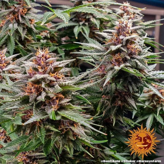 Runtz Auto Feminised Seeds