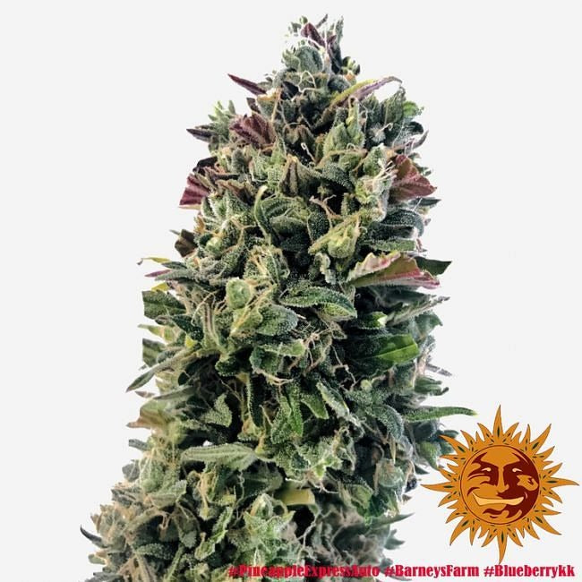 Pineapple Express Auto Feminised Seeds