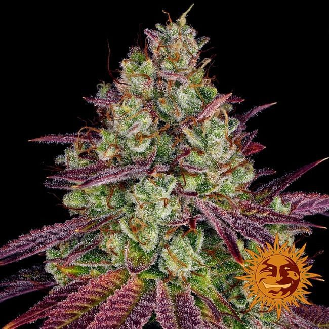 Mimosa EVO Feminised Seeds