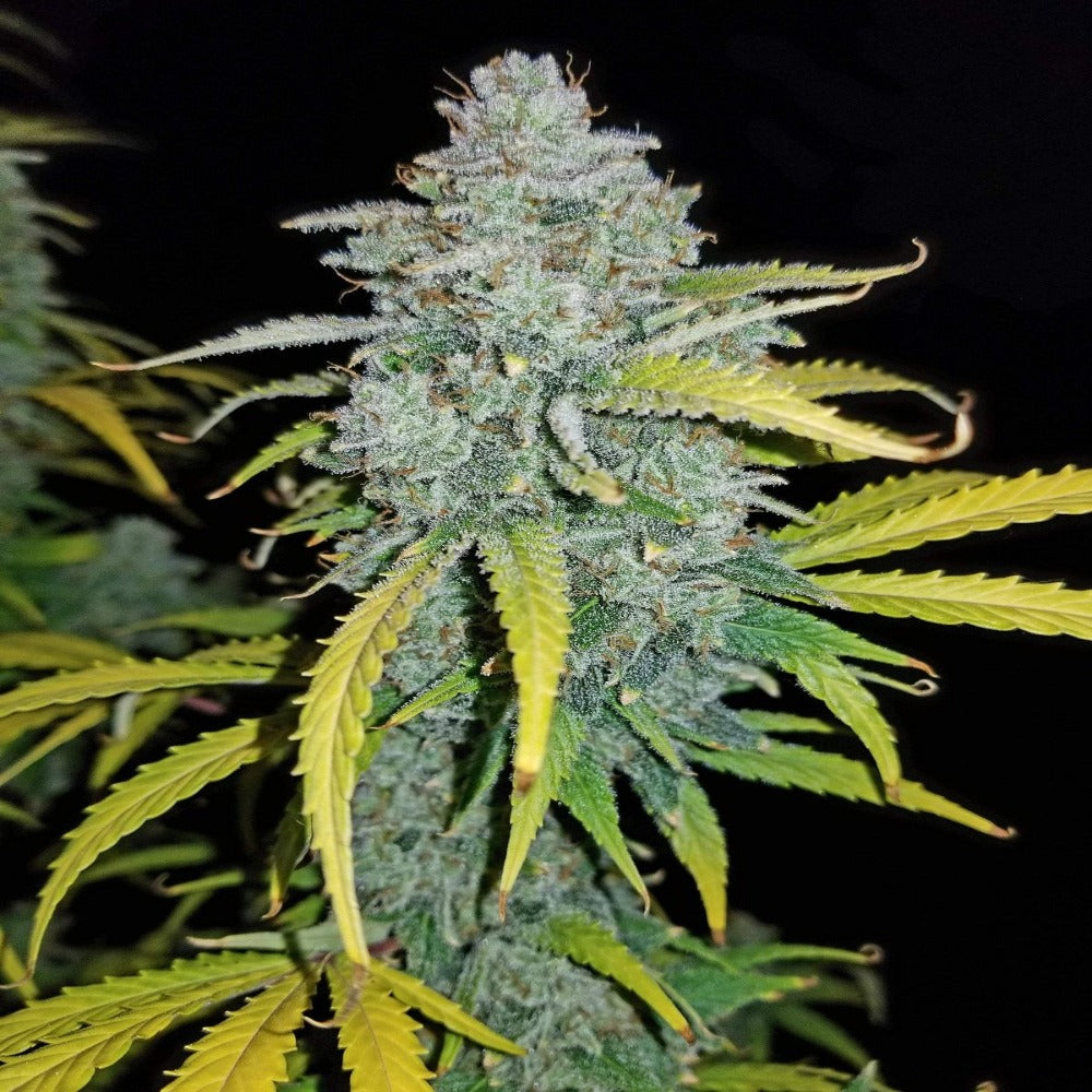 Blue Dream Auto