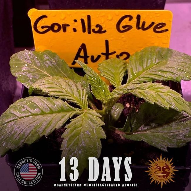 Gorilla Glue Auto Feminised Seeds