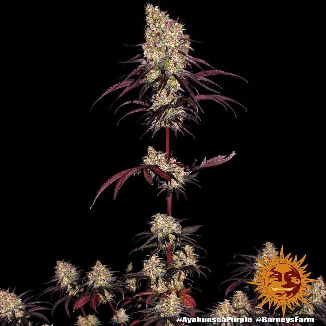 Ayahuasca Purple Feminised Seeds