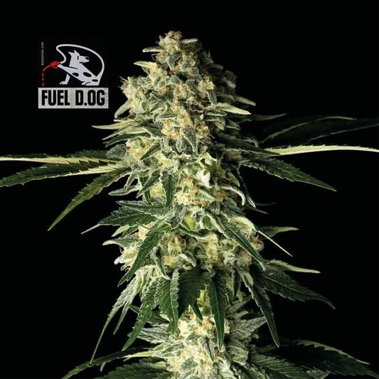 Fuel D.OG Feminised Seeds