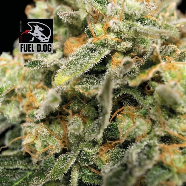 Fuel D.OG Feminised Seeds