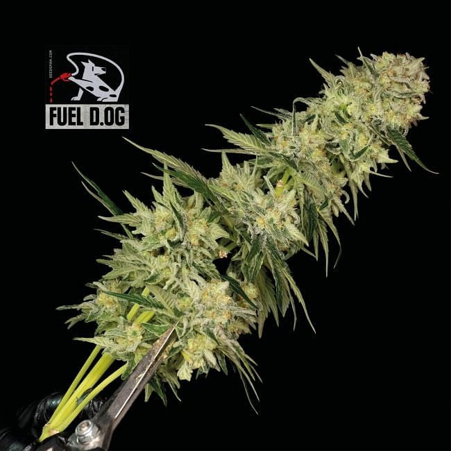 Fuel D.OG Feminised Seeds