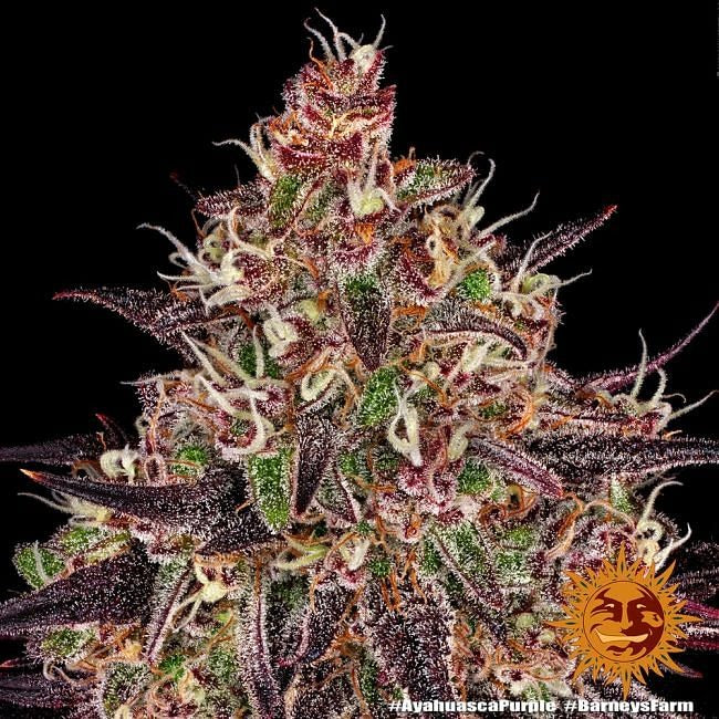 Ayahuasca Purple Feminised Seeds