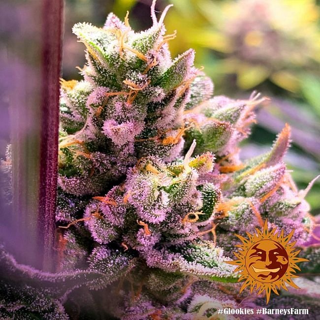 Glookies Feminised Seeds