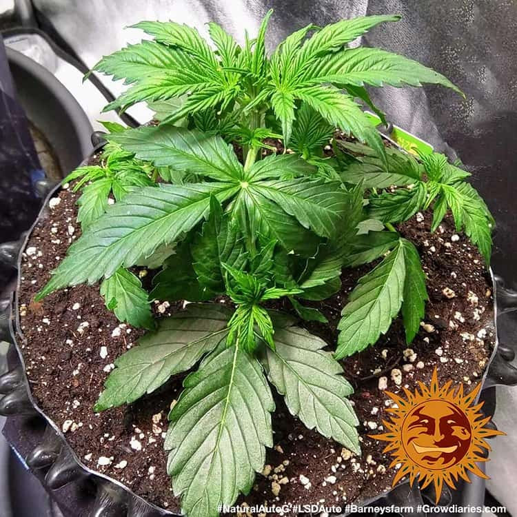 Lsd Auto Strain