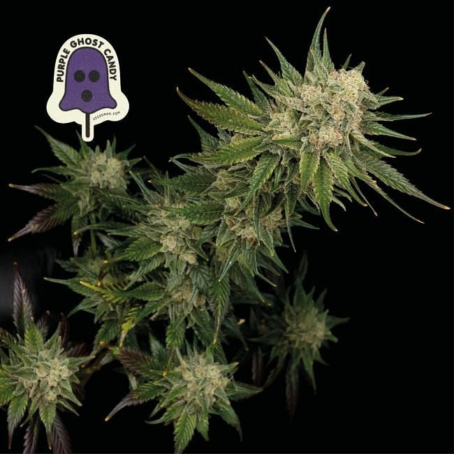 Purple Ghost Candy Feminised Seeds