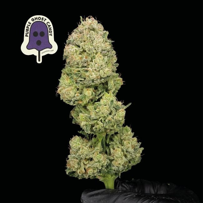 Purple Ghost Candy Feminised Seeds