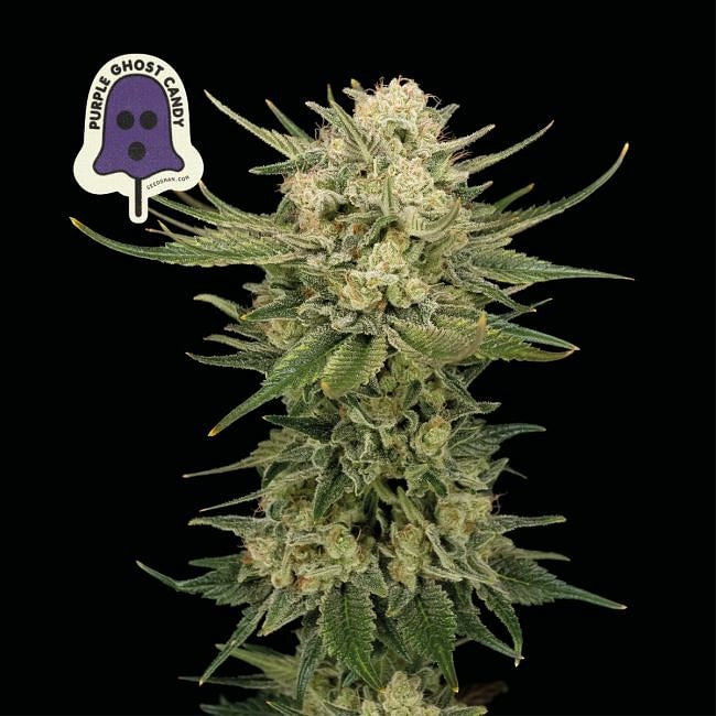 Purple Ghost Candy Feminised Seeds