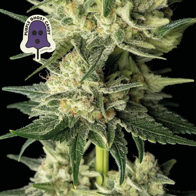 Purple Ghost Candy Feminised Seeds