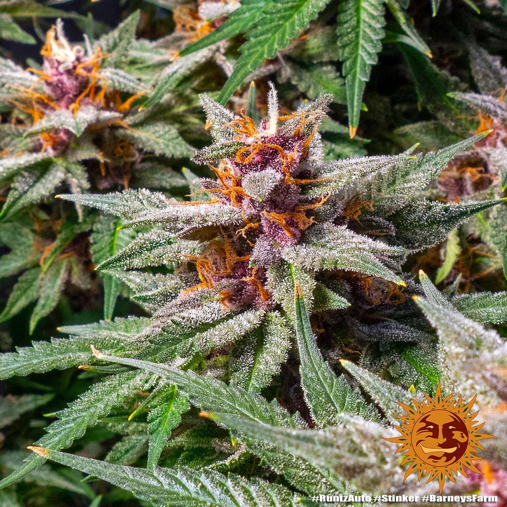 Runtz Auto Strain