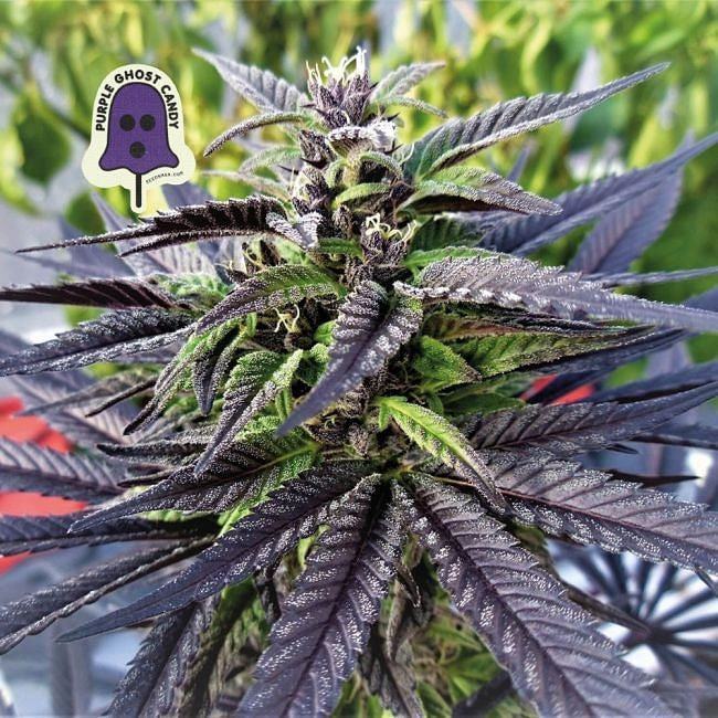 Purple Ghost Candy Feminised Seeds