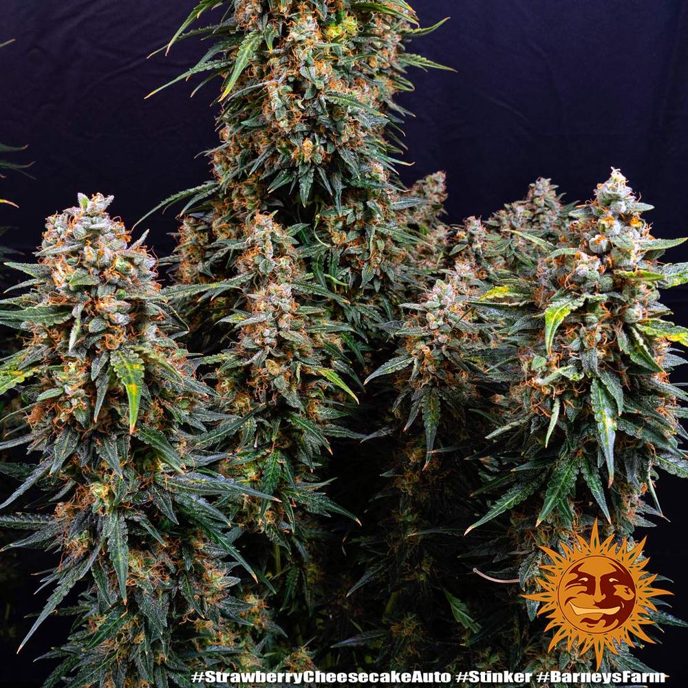 Strawberry Cheesecake Auto Strain