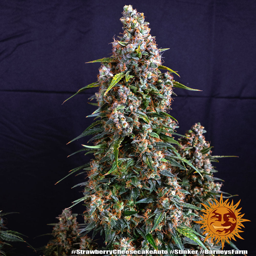 Strawberry Cheesecake Auto Strain