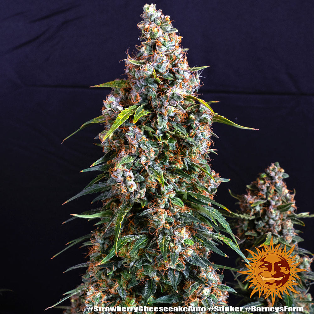 Strawberry Cheesecake Auto Strain