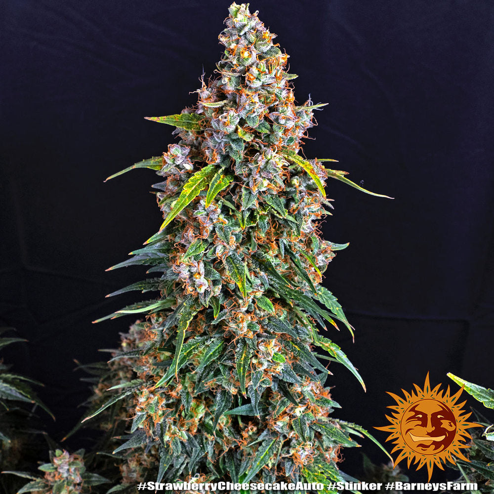Strawberry Cheesecake Auto Strain