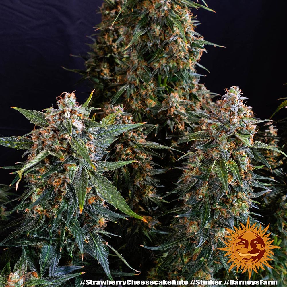 Strawberry Cheesecake Auto Strain