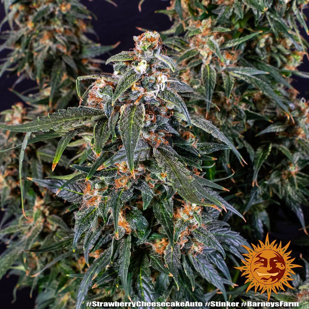 Strawberry Cheesecake Auto Strain