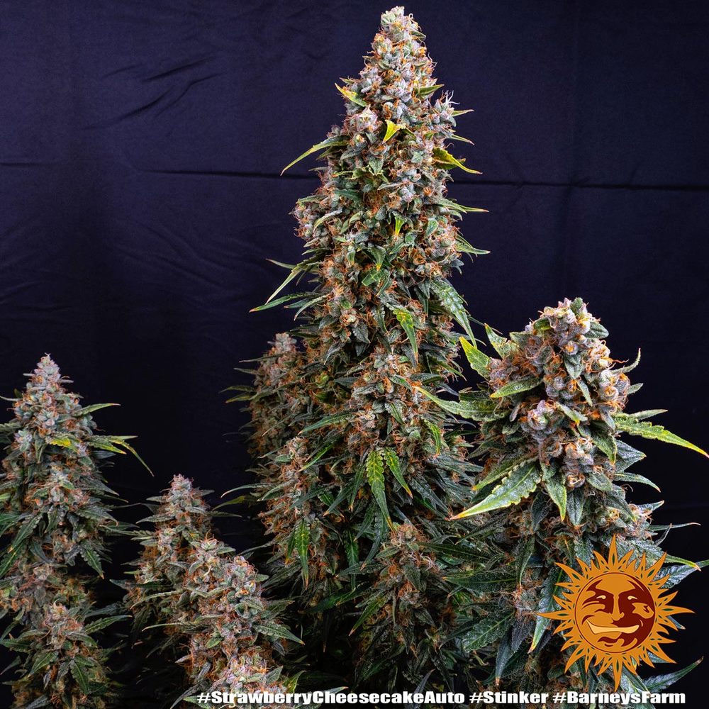 Strawberry Cheesecake Auto Strain