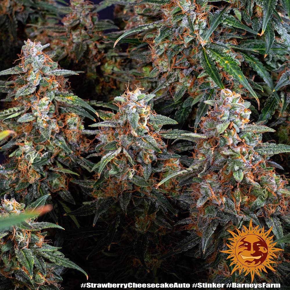 Strawberry Cheesecake Auto Strain